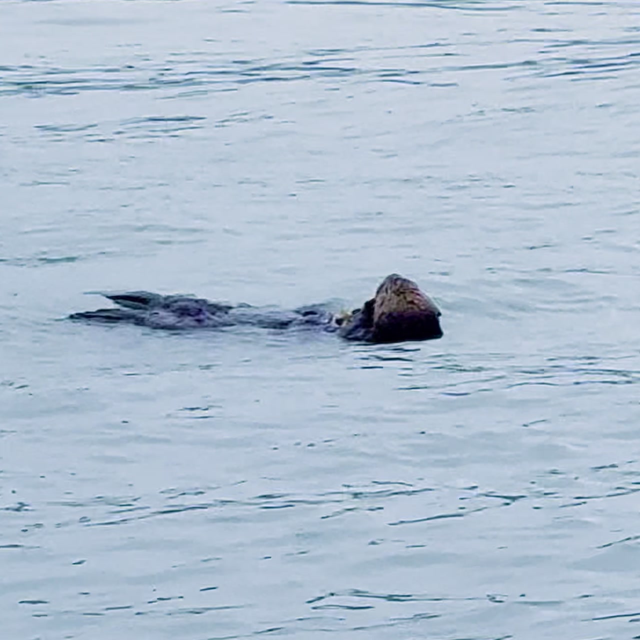 A sea otter floating on its back in Alaska coastal waters
